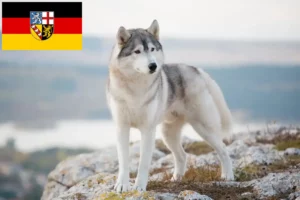 Lees meer over het artikel Husky fokkers en puppies in Saarland