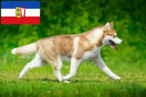 Lees meer over het artikel Husky fokkers en puppies in Sleeswijk-Holstein