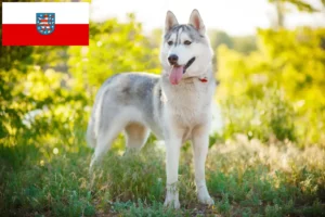 Lees meer over het artikel Husky fokkers en puppies in Thüringen