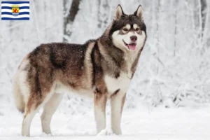 Lees meer over het artikel Husky fokkers en puppies in Zeeland