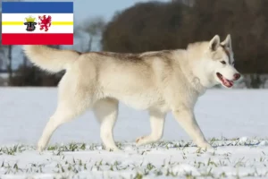 Lees meer over het artikel Husky fokkers en puppies in Mecklenburg-Vorpommern