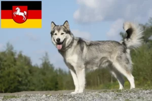 Lees meer over het artikel Husky fokkers en puppies in Nedersaksen