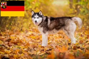 Lees meer over het artikel Husky fokkers en puppies in Rijnland-Palts