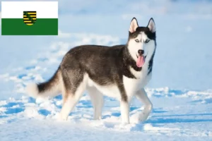 Lees meer over het artikel Husky fokkers en puppies in Saksen