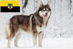 Lees meer over het artikel Husky fokkers en puppies in Saksen-Anhalt