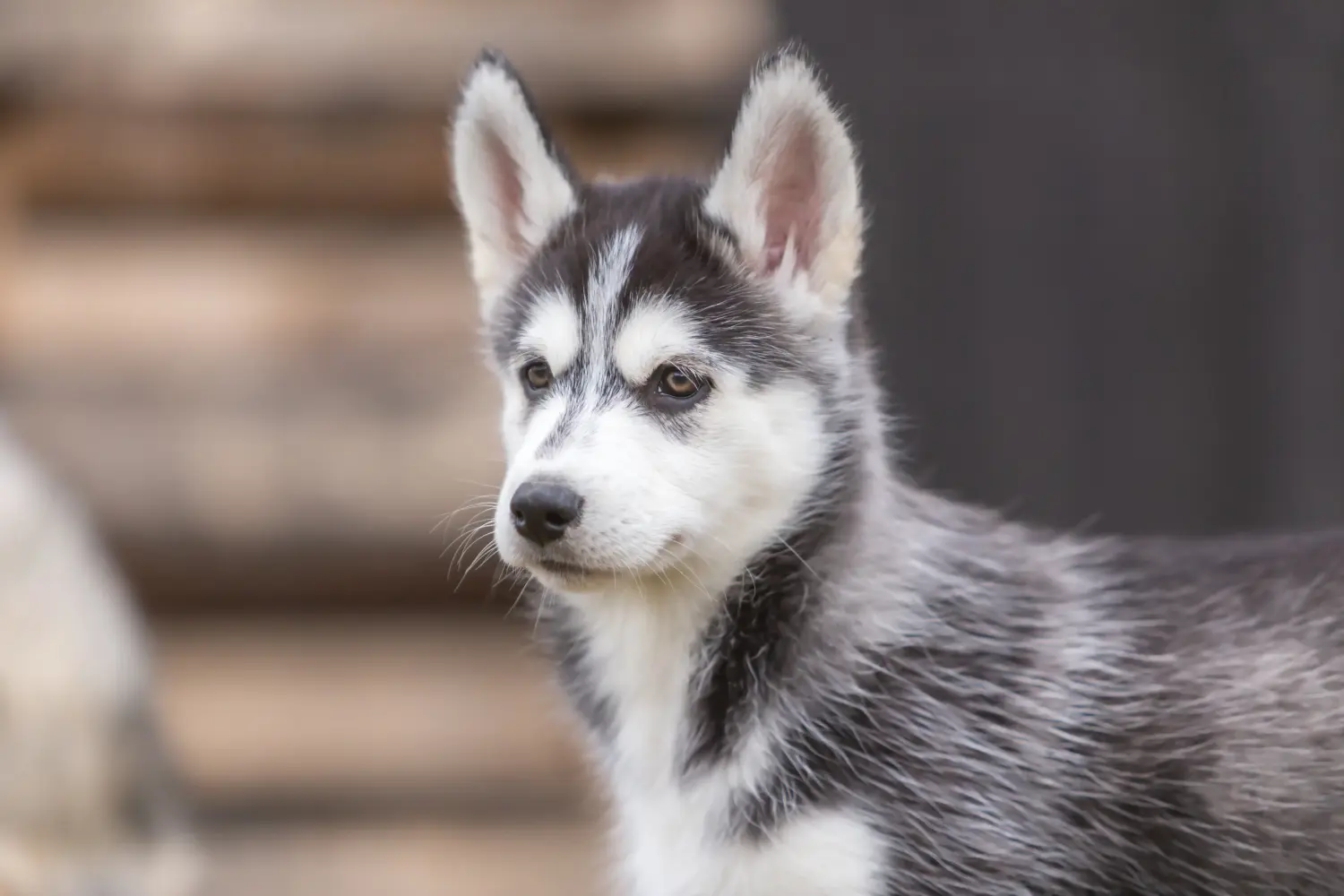 Een Husky puppy kopen betekent verantwoordelijkheid nemen! Husky puppy kopen.