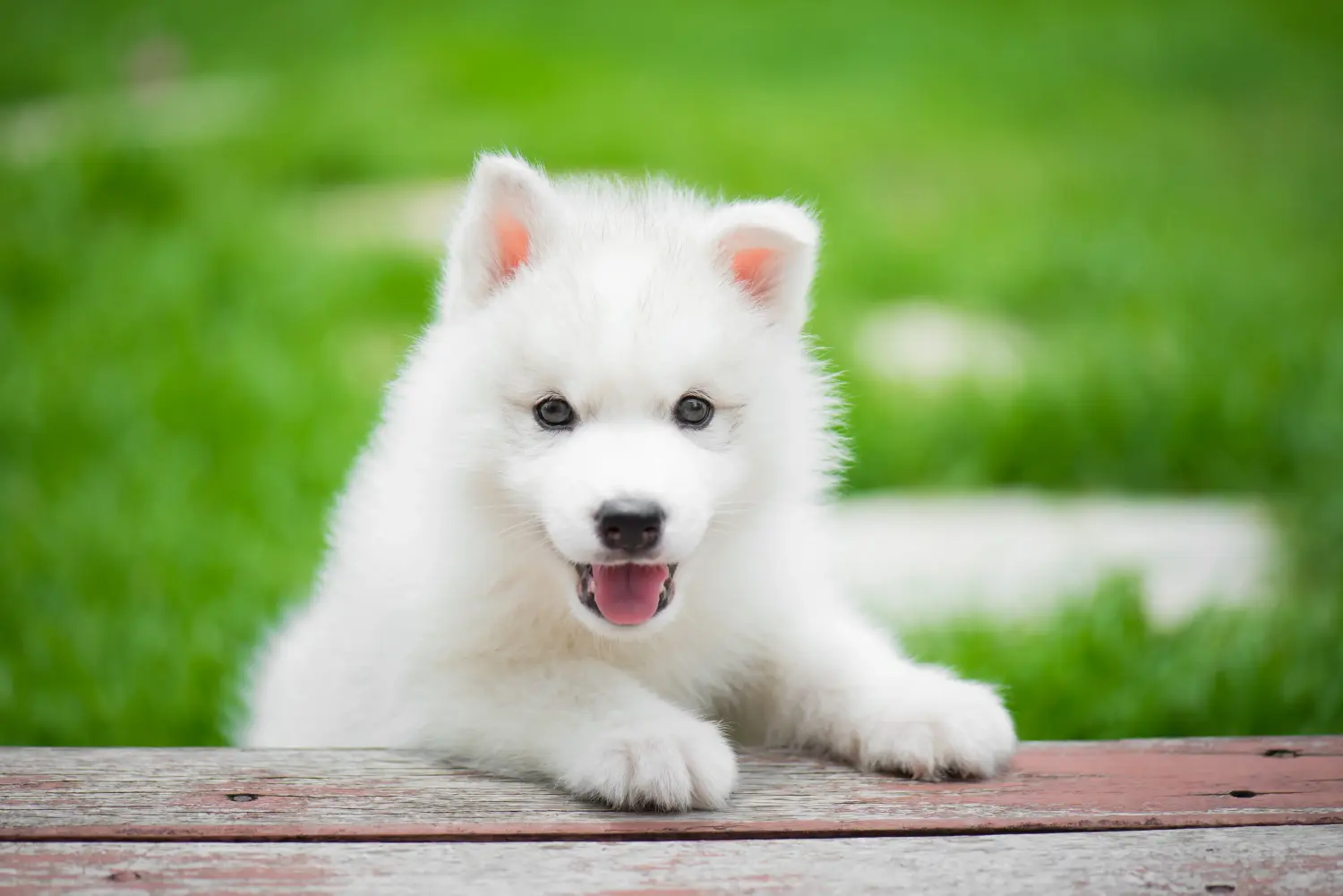 Een Husky puppy kopen betekent verantwoordelijkheid nemen! Husky puppy kopen.