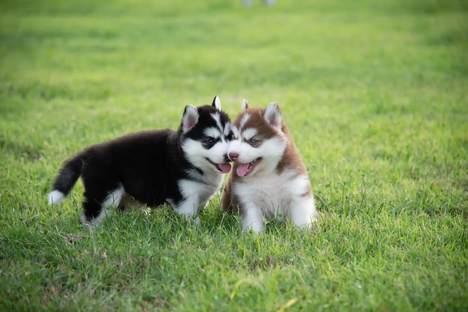 Een Husky puppy kopen betekent verantwoordelijkheid nemen! Husky puppy kopen.