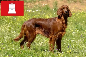 Lees meer over het artikel Ierse Rode Setter fokkers en pups in Hamburg