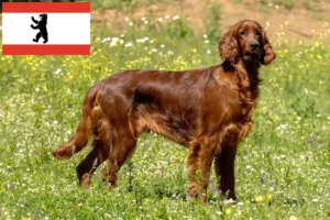 Lees meer over het artikel Ierse Rode Setter fokkers en pups in Berlijn