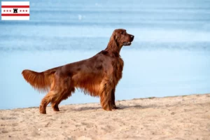 Lees meer over het artikel Ierse Rode Setter fokkers en pups in Drenthe