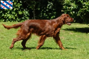 Lees meer over het artikel Ierse Rode Setter fokkers en pups in Friesland