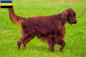 Lees meer over het artikel Ierse Rode Setter fokkers en pups in Gelderland