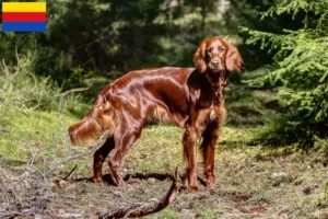 Lees meer over het artikel Ierse Rode Setter fokkers en pups in Noord-Holland
