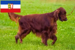 Lees meer over het artikel Ierse Rode Setter fokkers en pups in Sleeswijk-Holstein
