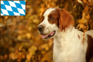 Lees meer over het artikel Ierse rood-witte Setter fokkers en puppies in Beieren
