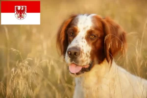 Lees meer over het artikel Ierse rood-witte setter fokkers en pups in Brandenburg