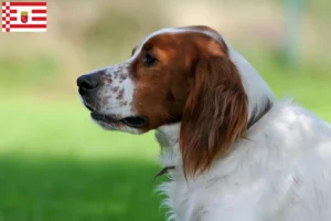 Lees meer over het artikel Ierse rood-witte setter fokkers en pups in Bremen