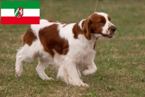 Lees meer over het artikel Ierse rood-witte setter fokkers en pups in Noordrijn-Westfalen
