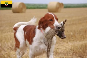 Lees meer over het artikel Ierse rood-witte setter fokkers en pups in Saksen-Anhalt