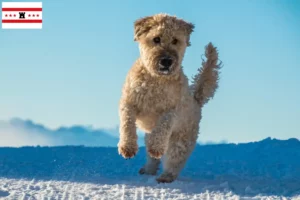 Lees meer over het artikel Ierse Soft Coated Wheaten Terrier fokkers en puppies in Drenthe