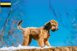 Lees meer over het artikel Ierse Soft Coated Wheaten Terrier fokkers en puppies in Gelderland