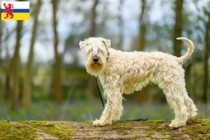 Lees meer over het artikel Ierse Soft Coated Wheaten Terrier fokkers en puppies in Limburg