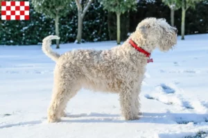 Lees meer over het artikel Ierse Soft Coated Wheaten Terrier fokkers en pups in Noord-Brabant
