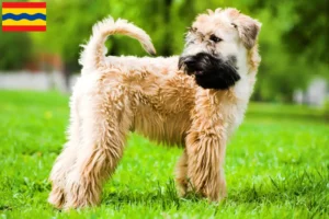 Lees meer over het artikel Ierse Soft Coated Wheaten Terrier fokkers en puppies in Overijssel