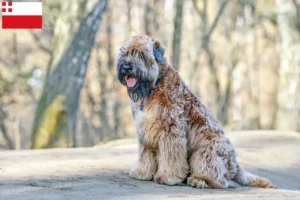 Lees meer over het artikel Ierse Soft Coated Wheaten Terrier fokkers en puppies in Utrecht