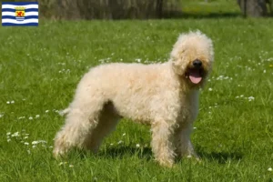 Lees meer over het artikel Ierse Soft Coated Wheaten Terrier fokkers en puppies in Zeeland
