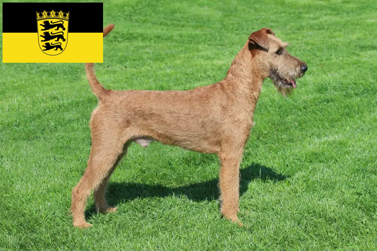 Ierse Terrier puppy's en fokkers Baden-Württemberg Hier vind je Ierse Terriër fokkers in Baden-Württemberg.