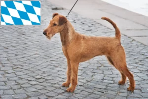 Lees meer over het artikel Ierse Terrier fokkers en puppies in Beieren