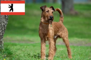 Lees meer over het artikel Ierse Terrier fokkers en pups in Berlijn