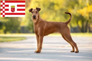 Lees meer over het artikel Ierse Terrier fokker en pups in Bremen