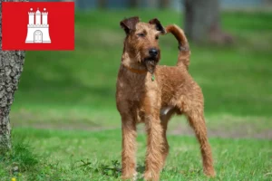 Lees meer over het artikel Ierse Terrier fokkers en pups in Hamburg