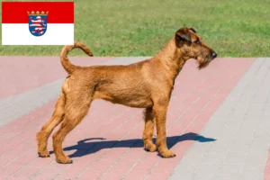 Lees meer over het artikel Ierse Terriër fokkers en pups in Hessen