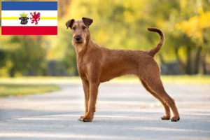 Lees meer over het artikel Ierse Terriër fokkers en pups in Mecklenburg-Vorpommern