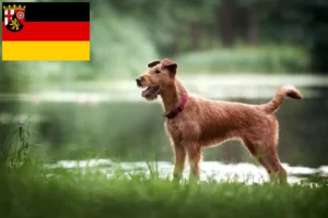 Lees meer over het artikel Ierse Terriër fokkers en pups in Rijnland-Palts
