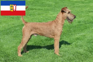 Lees meer over het artikel Ierse Terrier fokkers en pups in Sleeswijk-Holstein