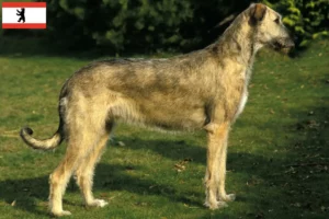 Lees meer over het artikel Ierse Wolfshond fokkers en pups in Berlijn