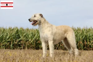 Lees meer over het artikel Ierse Wolfshond fokkers en pups in Drenthe