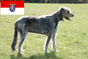 Lees meer over het artikel Ierse wolfshondenfokkers en pups in Hessen