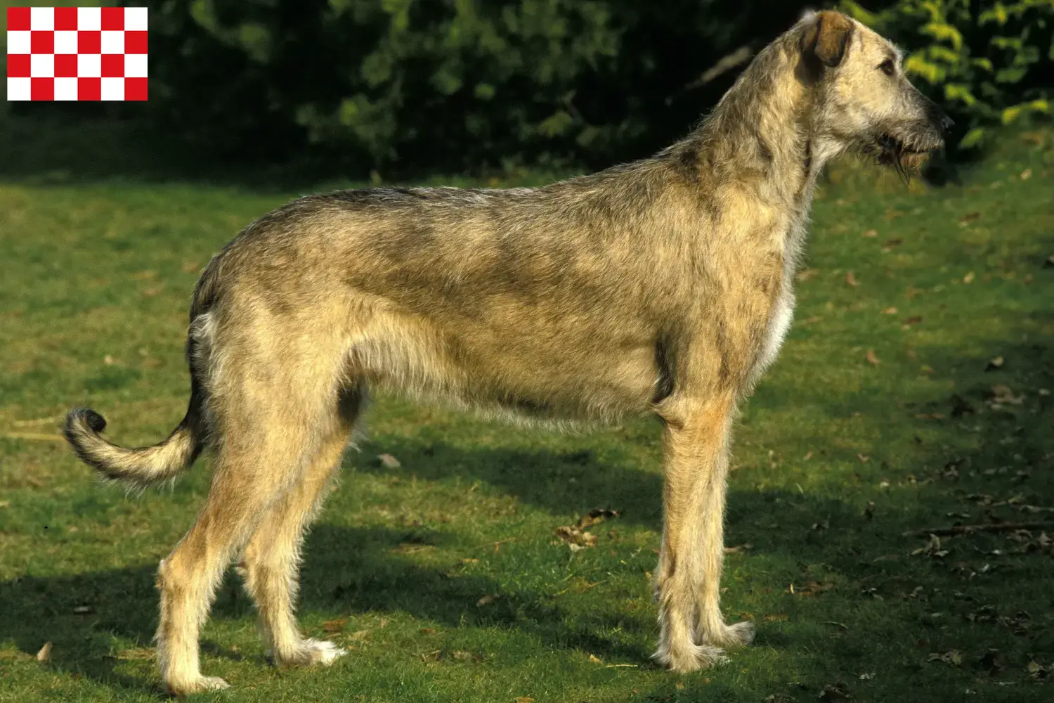 Lees meer over het artikel Ierse Wolfshond fokkers en pups in Noord-Brabant