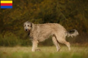 Lees meer over het artikel Ierse Wolfshond fokkers en pups in Noord-Holland