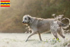 Lees meer over het artikel Ierse Wolfshond fokkers en pups in Overijssel