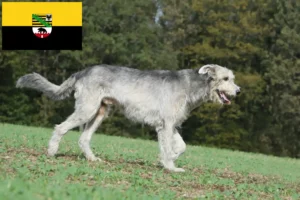 Lees meer over het artikel Ierse wolfshondenfokkers en pups in Saksen-Anhalt