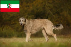 Lees meer over het artikel Ierse wolfshondenfokkers en pups in Noordrijn-Westfalen
