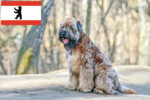 Lees meer over het artikel Ierse Soft Coated Wheaten Terrier fokkers en puppies in Berlijn