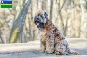Lees meer over het artikel Ierse Soft Coated Wheaten Terrier fokkers en puppies in Flevoland